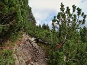 75 Il sent. 272 immerso nella 'foresta' di pini mughi